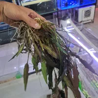 گیاه طبیعی پلنت شارژ شد AQUA SEYF|ماهی|زنجان, |دیوار