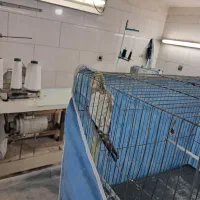 عروس هلندی ماده|پرنده|پاکدشت, پاکدشت (مامازند)|دیوار