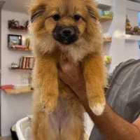 سگ پامر|سگ|طرقبه, |دیوار