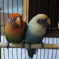 طوطی کوتوله برزیلی