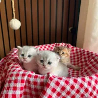 ۵ قلاده گربه اصیل اسکاتیش|گربه|چالوس, |دیوار