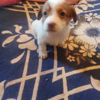 چهار تا توله از نژاد اصیل|سگ|سیرجان, |دیوار