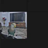 گم شده