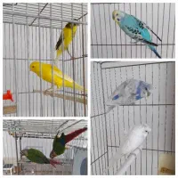 پرنده سرای مردانی(طوطی،سهره،قناری)
