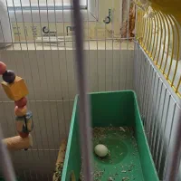 طوطی برزیلی ماده تخم گذار|پرنده|بندر کنگان, |دیوار