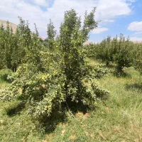زمین-باغی-شش-پیر
