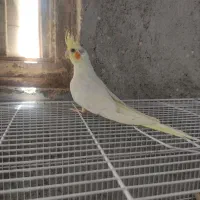 جوجه عروس مرغ عشق رینبو جوجه