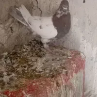 اوچان|پرنده|خرمدره, |دیوار