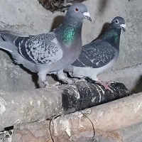 مسافتی|پرنده|مشگین شهر, |دیوار