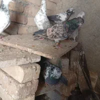 کفتر‌سرور|پرنده|خنداب, |دیوار