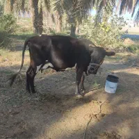 گاو اسرائیلی چاق و سرحال شیردِه|حیوانات مزرعه|منوجان, |دیوار