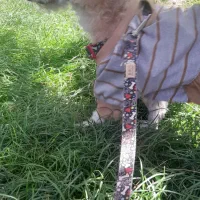 سگ پاکوتاه|سگ|بیرجند, |دیوار