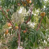 باغچه-300متری-نقلی