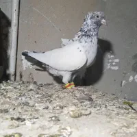 یک کبوتر سینه گولی نرمست دوکت برف بدونه دور چنگ