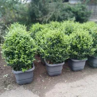 کاشت درخت و طراحی باغ و باغشهر|خدمات باغبانی و درختکاری|صدرا-فارس, فاز ۱|دیوار