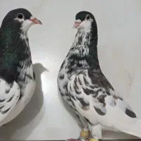کبوتر شهری کفتر