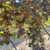 فروش کیوی هایوارد|خوردنی و آشامیدنی|بندر انزلی, چهارفریضه|دیوار