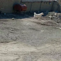 سگ ماد|سگ|آشخانه, |دیوار