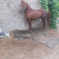 اسب نریون تازه سواری