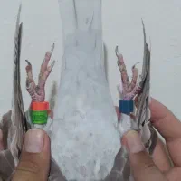 کبوتر قورگی مسابقه رفته|پرنده|مینودشت, |دیوار