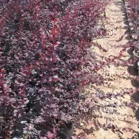 زرشک زینتی|گل و گیاه طبیعی|کرج, کلاک نو|دیوار
