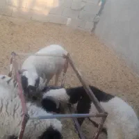 بره نرگوشتی