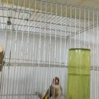 سهره نرو ماده مست|پرنده|سنندج, |دیوار