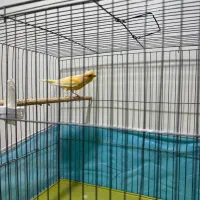 قناری|پرنده|مسجد سلیمان, |دیوار