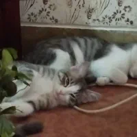 گربه|گربه|شیراز, فاضل|دیوار