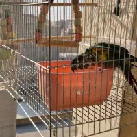 گرینچیک یلو ساید رد فاکتور|پرنده|بندر امام خمینی, |دیوار