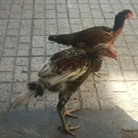جوجه لاری