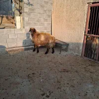 یک راس بره قوچ