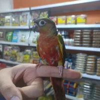 گرینچیک رد اکستریم فولسرخ کلکسیونی رقاص رام|پرنده|قائمشهر, |دیوار