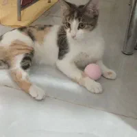 واگذاری گربه خانگی به صاحب مسئول و مهربان