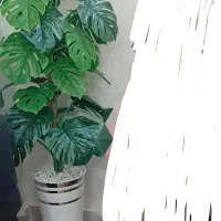 درختچه برگ انجیری