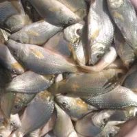 فروش ماهی گرمابی کپور اصلاح نژاد شده رشد سریع یع