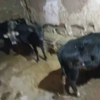 ماده گوشت|حیوانات مزرعه|خواجه, |دیوار