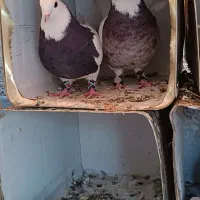 طوقی روزگاری|پرنده|لردگان, |دیوار