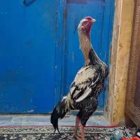 مرغ و خروس لاری اوشامو