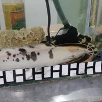 فروش‌ ماهی اکواریوم