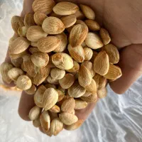 مغز هسته زرد آلو عمده|خوردنی و آشامیدنی|بناب, |دیوار