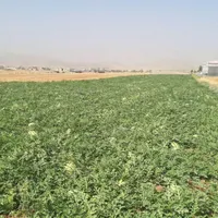 هندوانه گورخری|خوردنی و آشامیدنی|باغ ملک, |دیوار