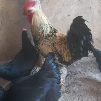 خروس|حیوانات مزرعه|عجب شیر, |دیوار