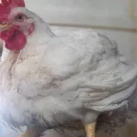 کارگر مرغداری تخمگذار