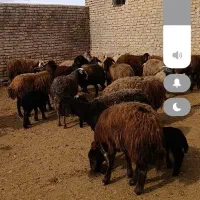 فروش میش افشار