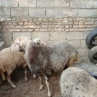 گوسفند نر تخمی ۲ ساله وزن بالا و کار بلد۱۰۰ کیلو|حیوانات مزرعه|ارطه, |دیوار