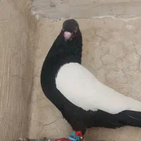 کبوتر سینه سیاه