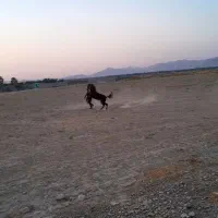 کره نریون عرب معاوضه با نریون سواری دارم|اسب و تجهیزات اسبسواری|کازرون, |دیوار