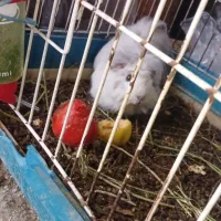 همیستر کامبد