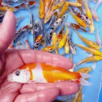 فروش ماهی گلدفیش کوی گرید بالا|ماهی|تهران, استاد معین|دیوار